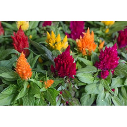 Celosia Mixed Flower Seeds(30-40 Seeds/Pack)